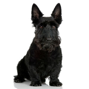 TERRIER SCOTIAN